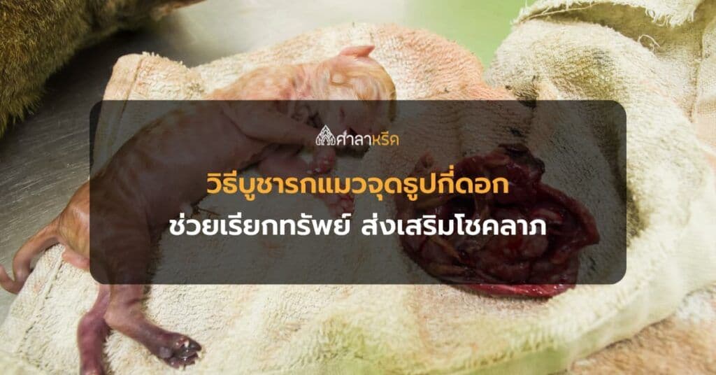 วิธีบูชารกแมวจุดธูปกี่ดอก คาถาวิธีบูชารกแมว ช่วยเรียกทรัพย์ ส่งเสริมโชคลาภ